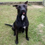 Adoptable Georgia Dogs for September 10, 2015