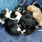 Adoptable Georgia Dogs for September 16, 2015