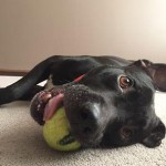 Adoptable Georgia Dogs for September 9, 2015