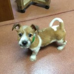 Adoptable Georgia Dogs for September 8, 2015