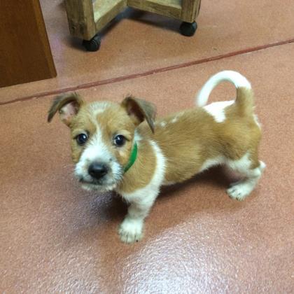 Charlie