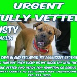 Adoptable Georgia Dogs for September 17, 2015