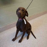 Adoptable Georgia Dogs for September 29, 2015