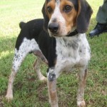 Adoptable Georgia Dogs for September 25, 2015