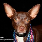 Adoptable Georgia Dogs for August 31, 2015