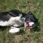 Adoptable Georgia Dogs for September 22, 2015