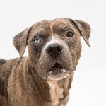 Adoptable Georgia Dogs for August 25, 2015