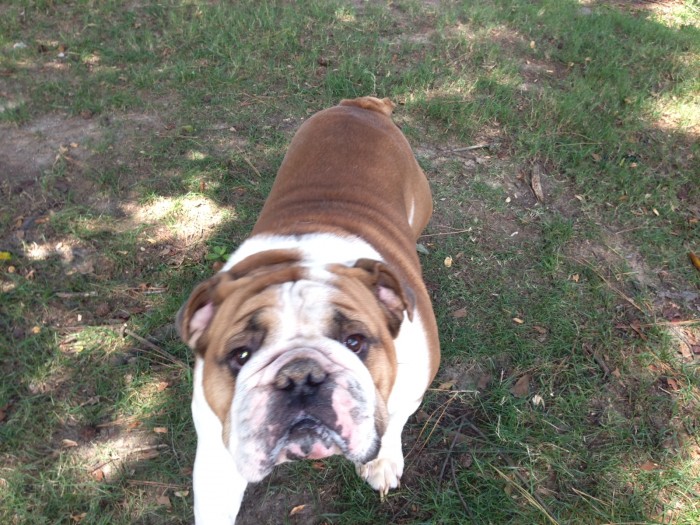 Rockie