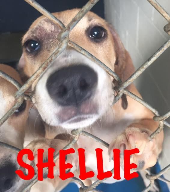 Shellie