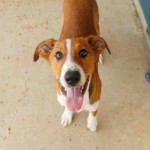 Adoptable Georgia Dogs for September 14, 2015