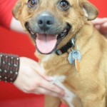 Adoptable Georgia Dogs for September 15, 2015