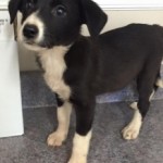 Adoptable Georgia Dogs for October 22, 2015