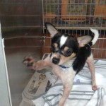 Adoptable Georgia Dogs for October 30, 2015