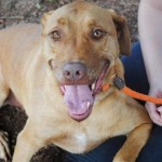 Adoptable Georgia Dogs for October 19, 2015
