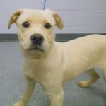 Adoptable Georgia Dogs for October 14, 2015