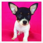 Adoptable Georgia Dogs for October 28, 2015