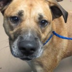 Adoptable Georgia Dogs for October 2, 2015