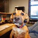 Adoptable Georgia Dogs for October 23, 2015