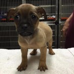 Adoptable Georgia Dogs for September 24, 2015