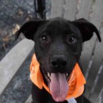 Adoptable Georgia Dogs for October 1, 2015