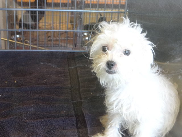 Gwinnett Maltese