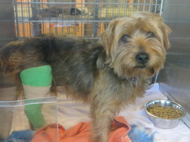 Gwinnett Yorkie