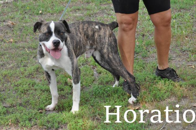 Horatio