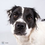 Adoptable Georgia Dogs for October 9, 2015