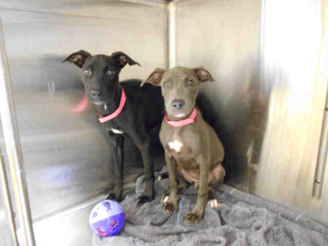 Maize and Indie