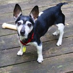 Adoptable Georgia Dogs for October 6, 2015