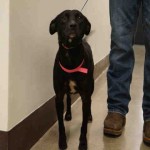 Adoptable Georgia Dogs for October 16, 2015