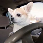 Adoptable Georgia Dogs for October 21, 2015