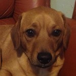 Adoptable Georgia Dogs for October 29, 2015