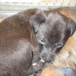 Adoptable Georgia Dogs for October 13, 2015