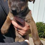 Adoptable Georgia Dogs for October 20, 2015