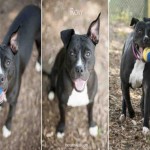 Adoptable Georgia Dogs for October 5, 2015