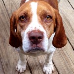 Adoptable Georgia Dogs for October 15, 2015