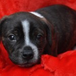 Adoptable Georgia Dogs for October 27, 2015