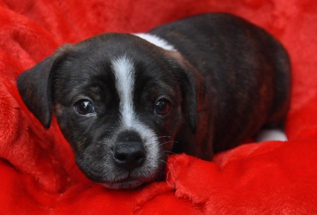 Teddy Boston Terrier