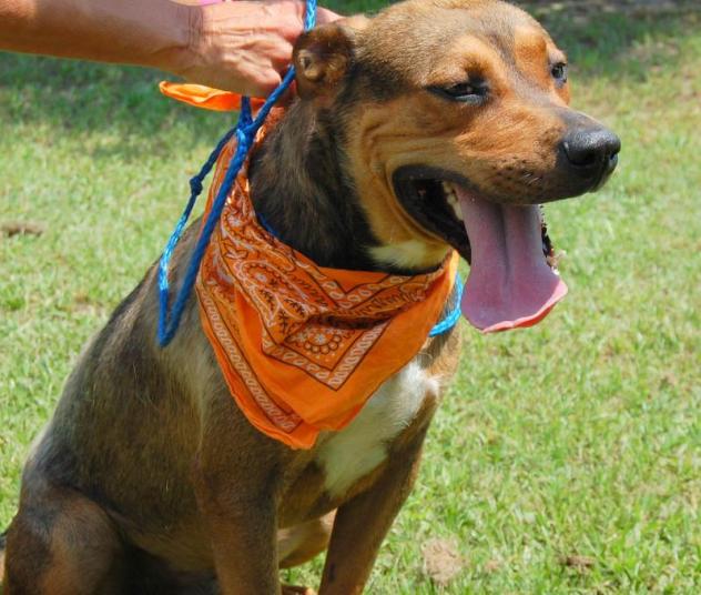 Teddy Hound