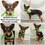 Adoptable Georgia Dogs for October 7, 2015