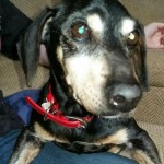 Adoptable Georgia Dogs for November 19, 2015