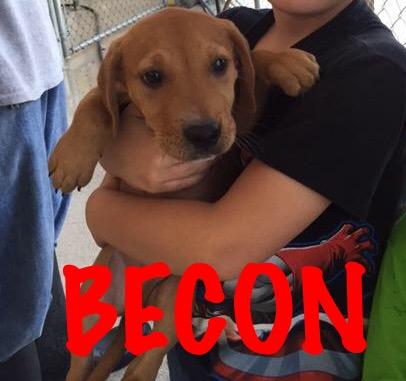 Bacon