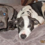 Adoptable Georgia Dogs for November 20, 2015