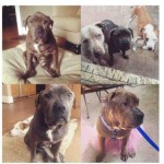 Adoptable Georgia Dogs for November 30, 2014