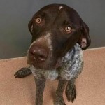 Adoptable Georgia Dogs for November 16, 2015
