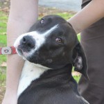 Adoptable Georgia Dogs for November 24, 2015