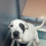 Adoptable Georgia Dogs for November 17, 2015