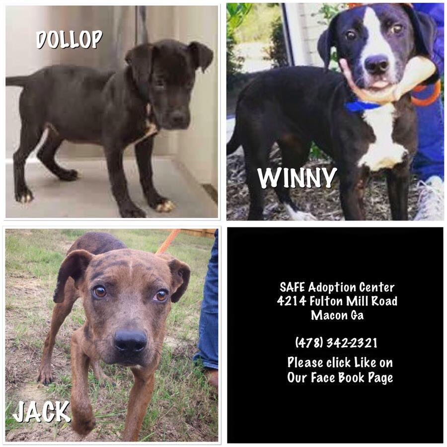 Macon Three Pups
