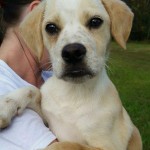 Adoptable Georgia Dogs for November 18, 2015